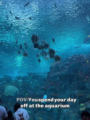 My friends and I spent a weekday off at the Seattle Aquarium since my friends had a group pass for all of us. I hadn’t been in several years and this was my first time seeing the new Ocean Pavilion expansion. This is just a quick video for fun.    📍Seattle Aquarium - 1483 Alaskan Way, Pier 59, Seattle, WA 💵 Price range: $40-50 per person - but look for discounts! … … #tiktokgofallexperiences #seattle #seattleaquarium #visitseattle #aquarium  Things to do in Seattle, Seattle tourist attractions, what to do this fall in Seattle, Seattle waterfront, Seattle activities 