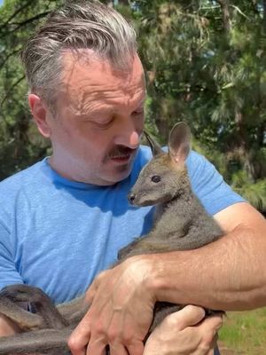 Bibbidi and I want to let you know how wallabies are different from kangaroos. First, size. Kangaroos are generally much larger, while wallabies are smaller and just a wee bit cuter. Second, habitat. Kangaroos tend to prefer more open areas like grasslands, while many wallaby species live in forests, woodlands, or rocky areas. Third, their legs and feet. Kangaroos have long, powerful legs built for covering huge distances. Wallabies tend to have shorter, more compact legs, which can make them better suited to navigating uneven or densely vegetated terrain. Fourth, color and build. Kangaroos are often fairly uniform in color, while wallabies can have a much wider variety of coats and patterns, depending on the species. And fifth, food. Kangaroos eat mostly grasses, while many wallabies have a more varied diet that can include grasses, leaves, ferns, roots, and other vegetation.