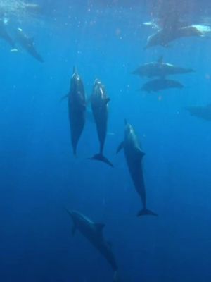 a bucket list moment i’ll never forget😭🐬