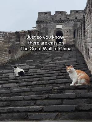 And they’re chunky and perfect 🥹 this was at the Mutianyu location along the Great Wall! Amazing views, less crowded than Badaling + you can take the toboggan down!! #greatwallofchina #chinatravel #catsoftiktok 