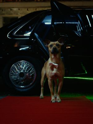Tapete vermelho na festa de 15 anos da Netflix Brasil. Quando Caramelo foi lançado, em outubro de 2025, tornou-se o filme brasileiro de maior alcance global na Netflix. Não tem jeito: o sucesso sobe à cabeça de algumas pessoas (e animais). Há quem mereça mesmo. #Netflix15anos #Caramelo #Cachorro #NetflixBrasil #TikTokMeFezAssistir #FilmeBrasileiro
