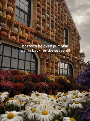 @Wilson Farm has done it again! keep following for more fall in new england inspo #bucketlistboston #boston #bostonma #fallaesthetic #newenglandfall 