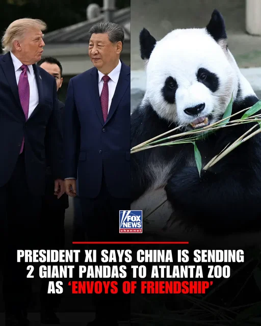 China is bringing “panda diplomacy” back to Atlanta. President Xi Jinping says two giant pandas are being sent to Zoo Atlanta as “envoys of friendship,” returning the beloved animals to the city after its previous pandas departed for China in 2024. Giant pandas have long played a unique role in China’s diplomatic relationships with other countries, including the U.S.