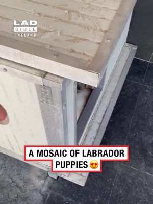 Best unboxing ever 😍   🎥 ViralHog   #viral #trending #funny #ireland #dogs