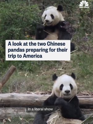 During his state visit to Washington, D.C., Chinese President Xi Jinping revealed he will be sending two new giant pandas to Atlanta’s zoo, calling them “an envoy of friendship.” NBC News’ Janis Mackey Frayer reports.