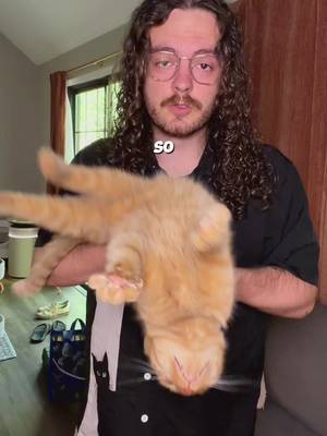 I have the happiest orange cat #catsoftiktok #catdad #orangecatbehavior #orangecat #funnycats 