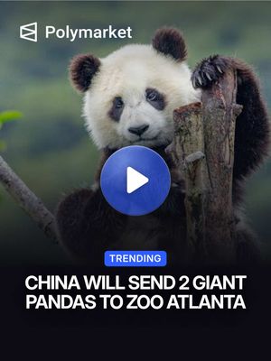 China is sending two giant pandas to Zoo Atlanta, calling them an "envoy of friendship" as relations between the U.S. and China continue to develop. The gesture comes as Xi Jinping recently visited the U.S. for high-level talks with Trump, marking one of the most significant diplomatic exchanges between the two countries in years. Traders predict a 4% chance Xi Jinping is out as leader of China before 2027. #china #panda 
