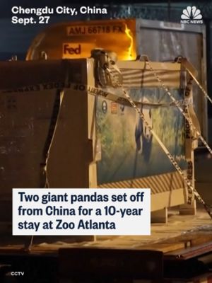 Giant pandas Ping Ping and Fu Shuang depart from China for their new home at Zoo Atlanta as part of an agreement between the U.S. and China.