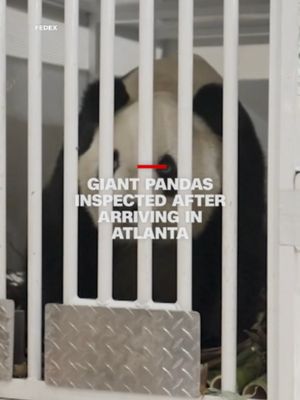 New footage shows the two giant pandas Ping Ping and Fu Shuang being inspected by the U.S. Fish and Wildlife Services in their cages upon their arrival to Atlanta on Sunday.