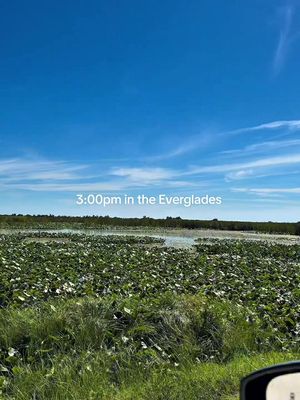 Would you visit the Everglades?🐊❤️ #creatorsearchinsights #touristplacestovisit #everglades #alligator #florida 