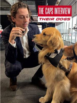 no microphones were eaten in the making of this video #ALLCAPS #doginterview #minimic #dogsoftiktok 