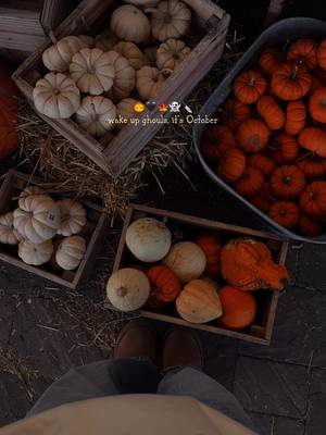 Happy October my ghoul friends 👻🔪 go all your favorite month of the year is back and I couldn’t be happier 🥹 It’s time for late spooky snacks, crisp October nights, cheesy halloween movies, haunted houses and putting those jack o lanterns back 🎃 Spooky season is here and I’m so excited for Halloween 🔮 how are you celebrating today?  . . . . #octobervibes #halloweenseason #spookyseason #spookyszn #halloweentok 
