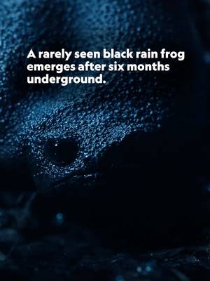 Presented by @ROLEX. He’s spent six months underground, and now he’s looking for love—but when a female answers his call, this black frog seems to have second thoughts.  Through its partnership with the National Geographic Society and as part of its Perpetual Planet Initiative, #Rolex supports expeditions exploring and protecting remarkable places around the world, a selection of which are featured in Africa Earth’s Wild Home. #PerpetualPlanet  #AfricaEarthsWildHome is now streaming on @Disney+ and @hulu.
