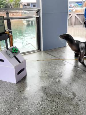 California Sea Lions, like Rosie, are incredibly intelligent! Watch as she makes decisions and problem solves to overcome every level of this maze puzzle 🧩 The integration of video enrichment systems into Rosie's training sessions is just one example of the many ways we aim cognitively enrich and improve the overall welfare of all of the seals and sea lions at Sea World 🦭 With thanks to the @nmmfoundation