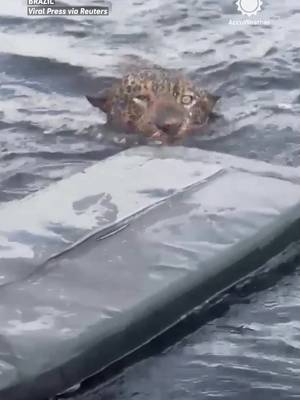 Rescuers in Brazil sprang into action after finding an injured jaguar struggling to stay afloat in the Rio Negro with multiple gunshot wounds. 🐆 The big cat received care from wildlife specialists.