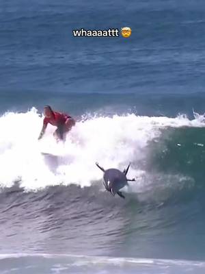 Sharing with the ultimate local 🐬 #surfing #dolphin #wsl 