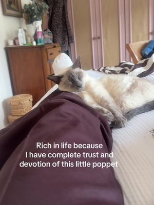 My Bluey ❤️ #siamese #siamesecat #siamesecats #cute 