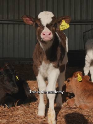The Tasmanian dairy farmer who says the secret to great tasting milk is looking after your cows like they're elite athletes. Mark and his team help create the Cadbury Dairy Milk we know and love 🐮💜