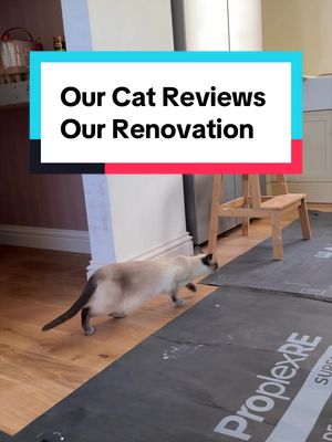 I interpret the meows as, what is this mess? what are all these new things to climb on? Thank you for giving me new things to scratch. #siamese #siamesecat #cats #homerenovation #renovation 