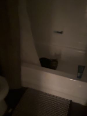 Cat scared me 😯  . . #meow #poop #fart 
