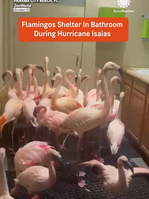 Just a flock of flamingos hanging out in the bathroom. 🦩🚽 These birds found an unusual place to ride out Hurricane Isaias in Panama City Beach, Florida, as the storm made landfall late Friday night.