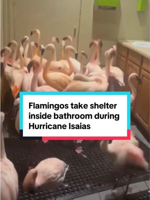 A flock of flamingo took shelter inside a bathroom in Panama City, Florida on Friday when Hurricane Isaias hit. Isaias, the first hurricane of the 2026 Atlantic season, made landfall in the northern Gulf Coast near Destin, Florida, on Friday night as a Category 2 storm, but within hours had weakened to a post-tropical cyclone. #flamingo #florida #hurricane #weather #animals 
