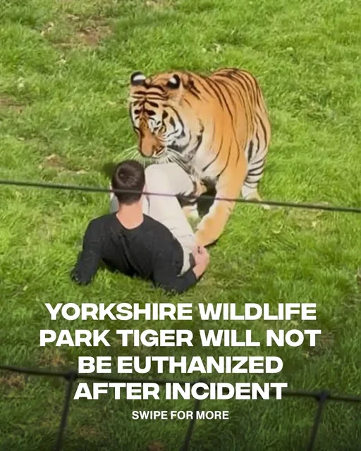 The tiger involved in the fatal incident at Yorkshire Wildlife Park will not be euthanized, the park confirmed Sunday.  Altai, an endangered Amur tiger who arrived from Norway last year, is “safe and well.” A man died after entering the enclosure, police said. Visitors told the Mail on Sunday they saw him dancing with his AirPods in before he entered. The park closed for the remainder of the weekend, and staff affected by the incident are receiving specialist support. (Via @the.independent)