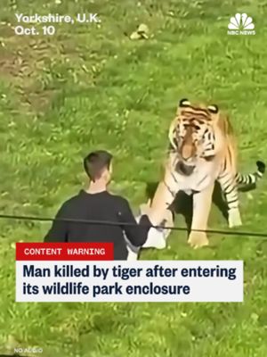 A man died after he entered the tiger enclosure at a wildlife park in northern England and was attacked by one of the animals, police said. The tiger was not injured and remained inside the enclosure during the incident, the force said.