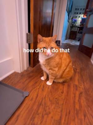 spooky szn or not, he does this on the daily #spookyszn #halloween2026 #catdad #jumpscare #catsoftiktok