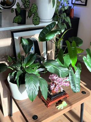 Sorry, not today🙂‍↔️ #cozyhome #homedecor #houseplants #interiordesign #homeinspo 