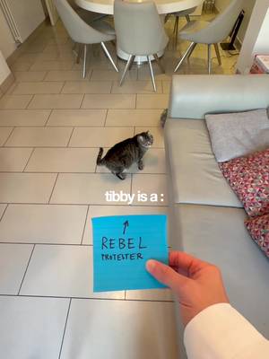I gave my cat a personality test