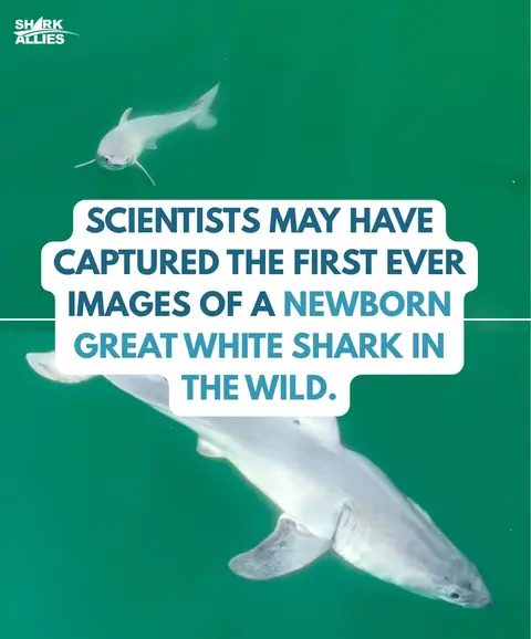 Wildlife filmmaker Carlos Gauna and UC Riverside biology researcher Phillip Sternes were flying a drone off Santa Barbara, California, when they spotted something unusual: a small great white, about 5 ft long, that was almost pure white. Adult great whites are grey on top and white underneath. When the team slowed the footage down, they saw a thin white layer peeling off the shark’s body as it swam. They believe it was a newborn shedding its embryonic layer, possibly only hours or days old. No one has ever confirmed seeing a live newborn great white in the wild, and scientists still don’t know where these sharks give birth. The pair published their findings in the journal Environmental Biology of Fishes. They note that a skin condition could also explain the white film, but the shark’s size, appearance and timing all point to a newborn pup.  If they’re right, this stretch of the California coast could be a great white birthing ground. Finding out where these sharks are born is a big step toward protecting the places they need most.  After millions of years of evolution, there’s still so much we don’t know about sharks, and that’s exactly why they’re worth protecting. #sharks #ocean #greatwhiteshark #baby #babyshark 