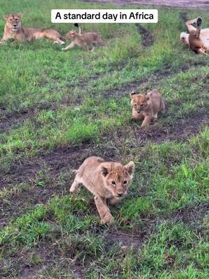 We encountered a pride of lions with their cubs in the Serengeti with @One Nature Hotels 🤍