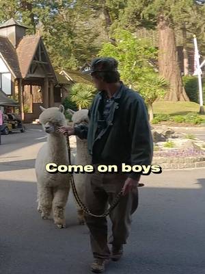 Alpacca my bags then
