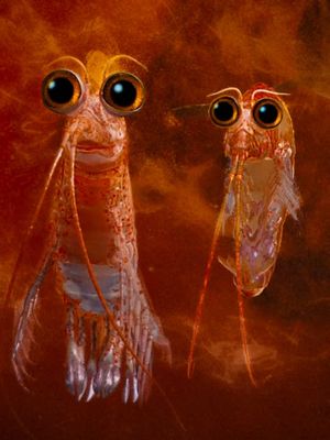 One of the most philosophical moments in animation history comes from a krill in ‘Happy Feet Two.’ Brad Pitt and Matt Damon voice Will and Bill, two tiny krill whose 3-minute comedic subplot gradually turns into a surprisingly thoughtful debate about the meaning of life. While Bill finds comfort in the familiar, Will begins questioning why he and millions of other krill spend their entire lives blindly following the swarm, never stopping to ask where they’re going or whether there’s something more to life than simply doing what everyone else does. Beneath all the absurd humor and frankly exceptional krill puns lies an unexpectedly profound reflection on the search for one’s place and purpose in the world. A remarkably human debate about the existence of free will, told through the eyes of the ocean’s tiniest creatures.