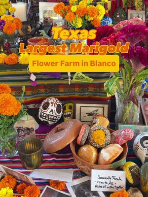 ✨ Texas' Largest Marigold Farm is just an hour from Austin in Blanco ✨ Known as the Marigold Capital of Texas, Arnosky Family Farm turns into a breathtaking sea of orange and gold every autumn at the iconic blue barn. 🧡💛 This 60-acre farm grows tens of thousands of marigold bunches each season for Día de los Muertos and Diwali celebrations. Step inside the barn to find their ofrenda, an altar where visitors can honor their loved ones with photos and memorabilia. 🕯️🌼 We recommend visiting now through early November for the best blooms!  📍Arnosky Family Farm 13977 Farm to Market Rd 2325, Blanco, TX 78606 📅 Open daily, 9 AM – 6 PM #blancotx #texashillcountry #flowerfarm #marigolds #diadelosmuertos  