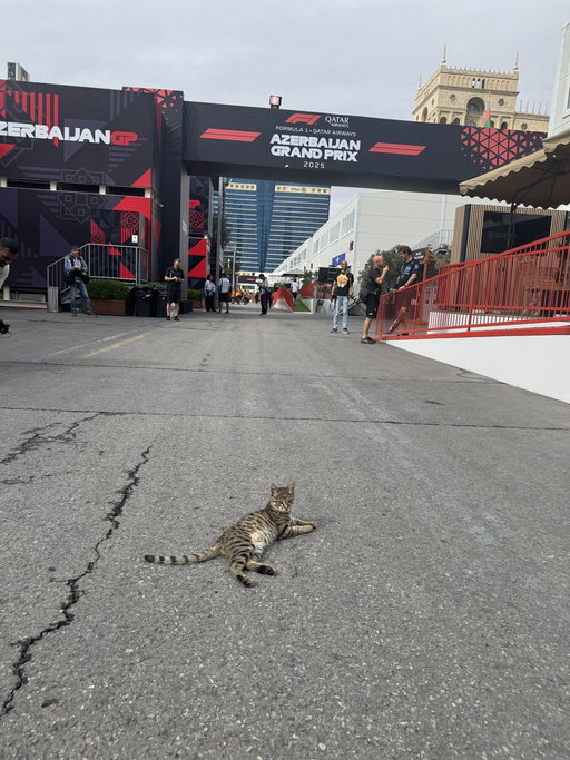 Quite literally obsessed with the paddock cat 🥹

#F1 #VCARB #AzerbaijanGP 