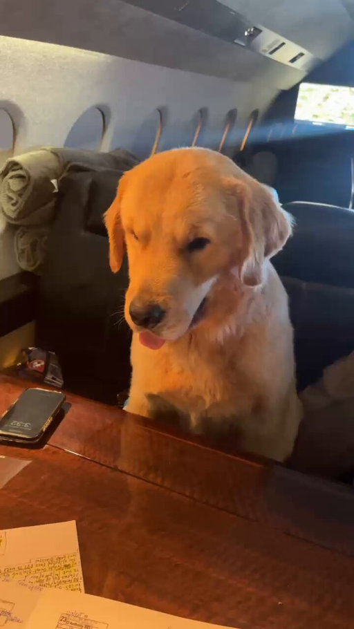 Long trip this week for the big fella. Trying to get him mentally right! 🤣 