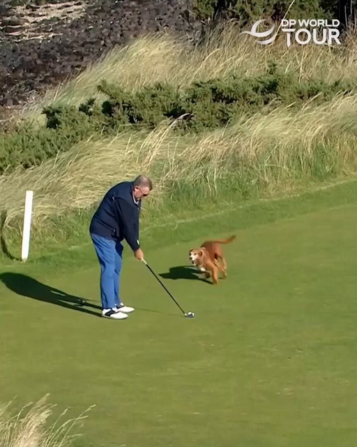 The goodest boy in Scotland 🐶

#DunhillLinks | #TourArchive 