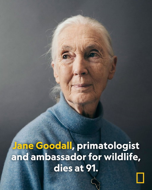 Primatologist, conservationist, animal advocate, educator, and National Geographic Explorer Jane Goodall has died at age 91. Goodall’s decades of research into the lives of wild chimpanzees transformed our understanding of these intelligent apes. https://t.co/i3qzfDIAzg 