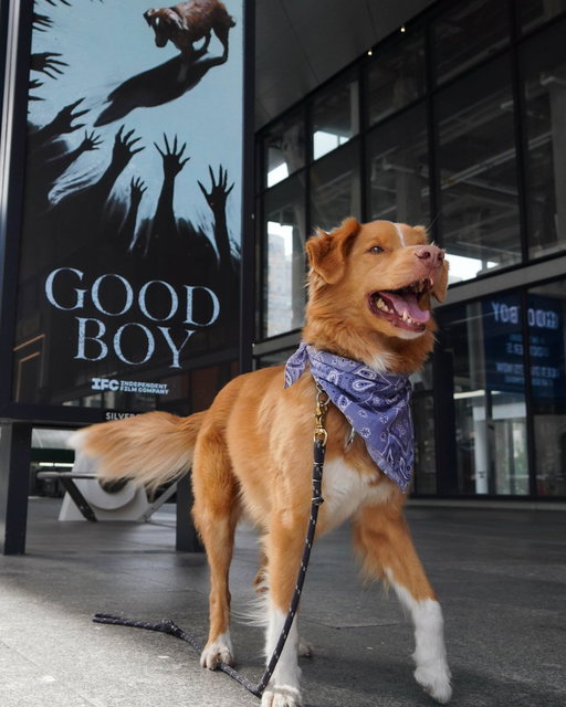 A star was born.

Don’t miss Indy’s silver screen debut in GOOD BOY, now playing in theaters everywhere. 