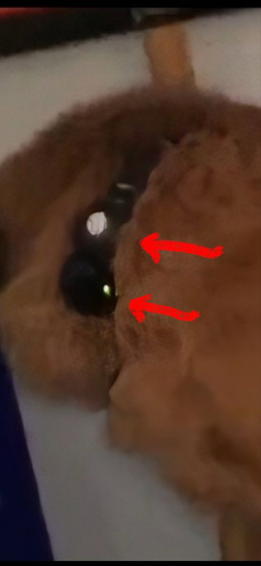 ALL of you keep missing the most important piece of evidence; the collar from day1 was either FULLY replaced OR reconstructed differently (tampered) compared to the one from day2. How often does he change the setup? Explain it. 
