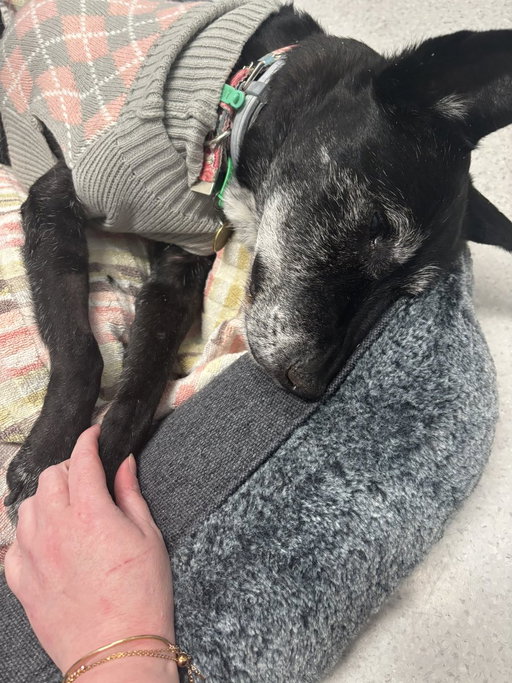 @twaniimals My girl Ruby. She passed away a month ago and this was her last picture (she was alive here) 