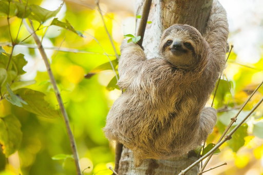 Today we’re celebrating the world’s slowest-moving (and most adorable) mammal, the sloth! 🦥

It’s a day to appreciate these gentle creatures, reflect on the challenges they face in the wild, and spread awareness about how we can help protect their leafy homes 💚 