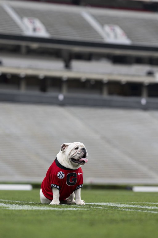 Happy Thanksgiving from our best in show! ❤️🖤 We’re grateful for our Bulldog family today! 