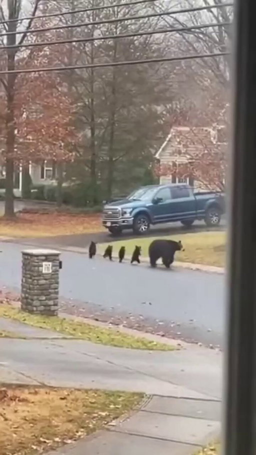 Asheville, North Carolina: Footage shows a mother black bear named Amy and her four cubs walking in a synchronized line through a resident's backyard. 