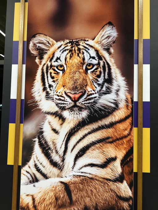 🐯 