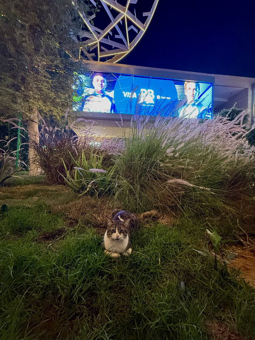 Our personal highlight of Cat-ar 👀

#F1 #VCARB 