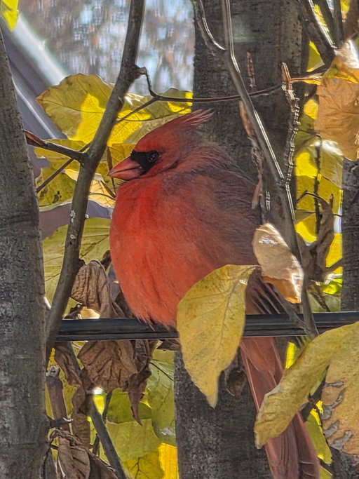 30x Zoom Shots with the #Samsung Galaxy S25 Ultra 
