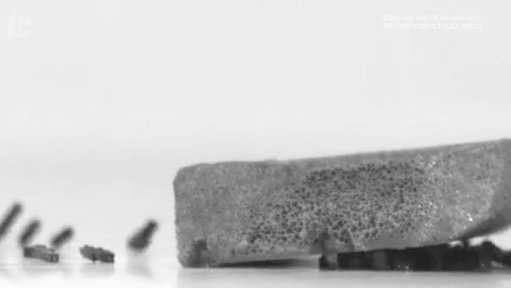 Tiny ant-like robots lift objects 350 times their weight 